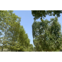 Private tour Jardin des Plantes