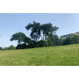 Private Tour Parc des Buttes Chaumont
